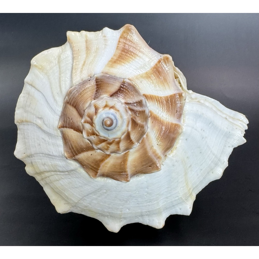 Large 12" Natural Lightning Whelk Shell Coastal Beach Nautical Ocean Decor Left - Picture 8 of 16